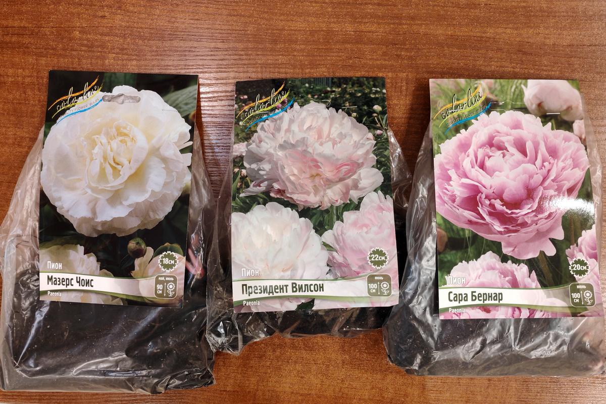 Корни пионов