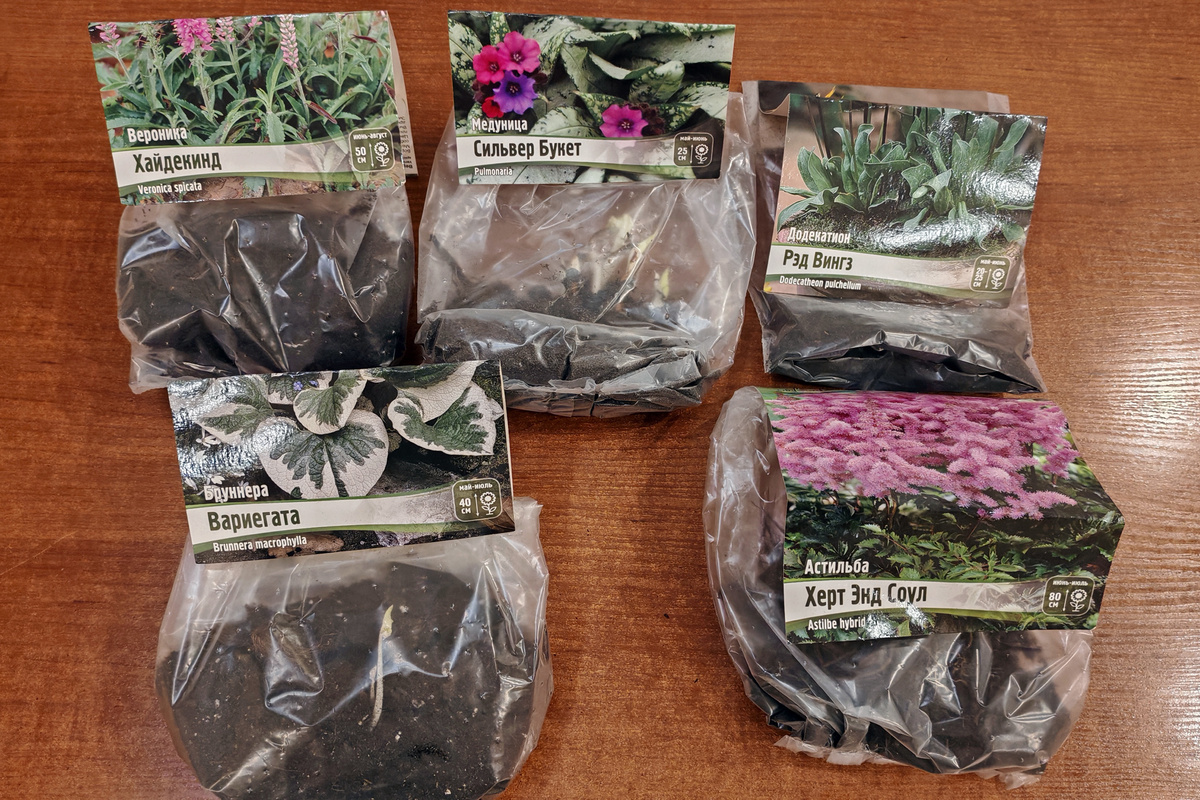 Коревища многолетников