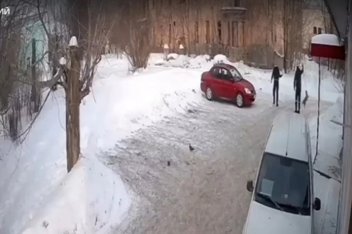    Уральцы требуют наказать службу отлова собак за жестокость