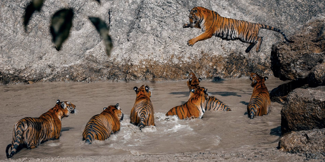 Этих тигров разрешено гладить - монахи спят с ними в обнимку. Как так? (16 фото)