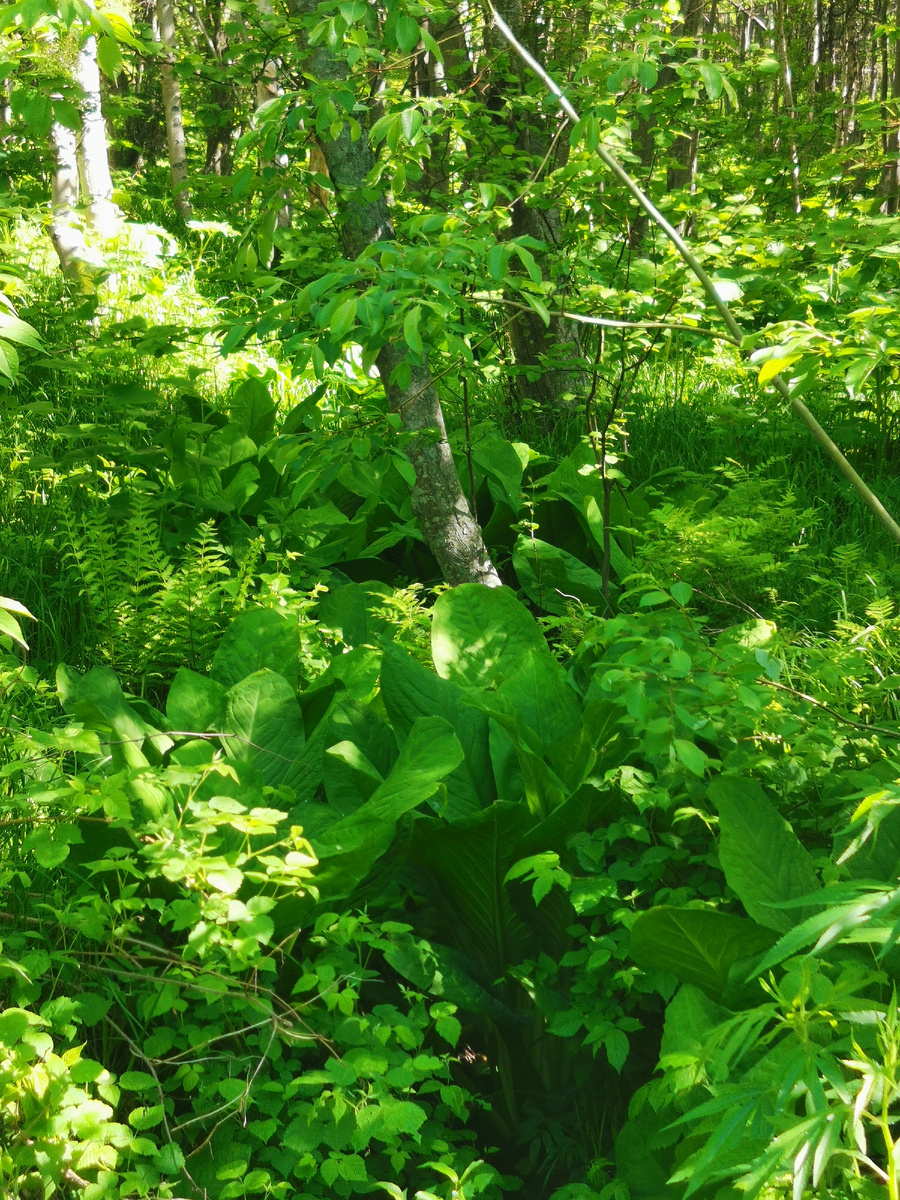 Ручьи бегут через дорогу. Буйство природы.