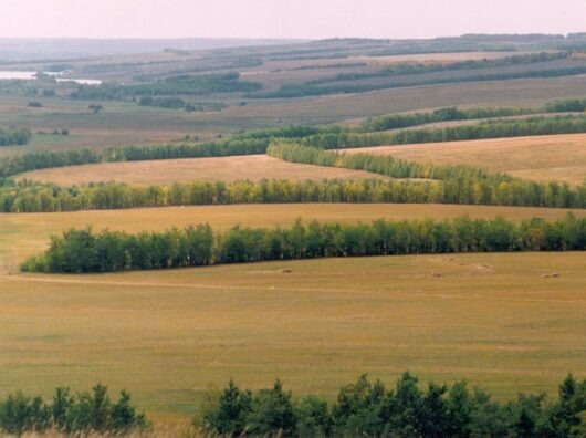    лесополосы между полями // фото: stihi.ru