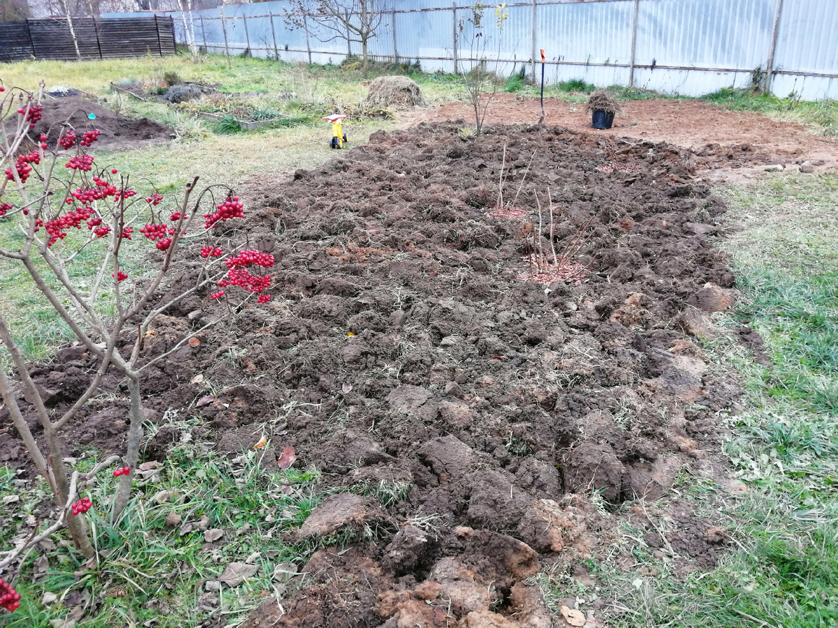 Будущий миксбордер 