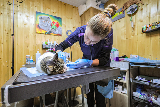    Кошка Муся из «Ласточкиного гнезда» проходит лечение