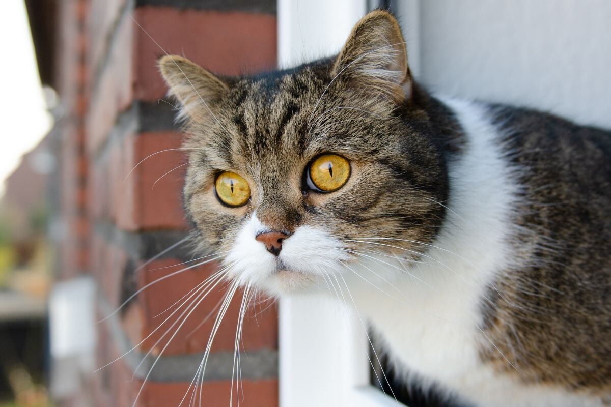 Кошка в окне 