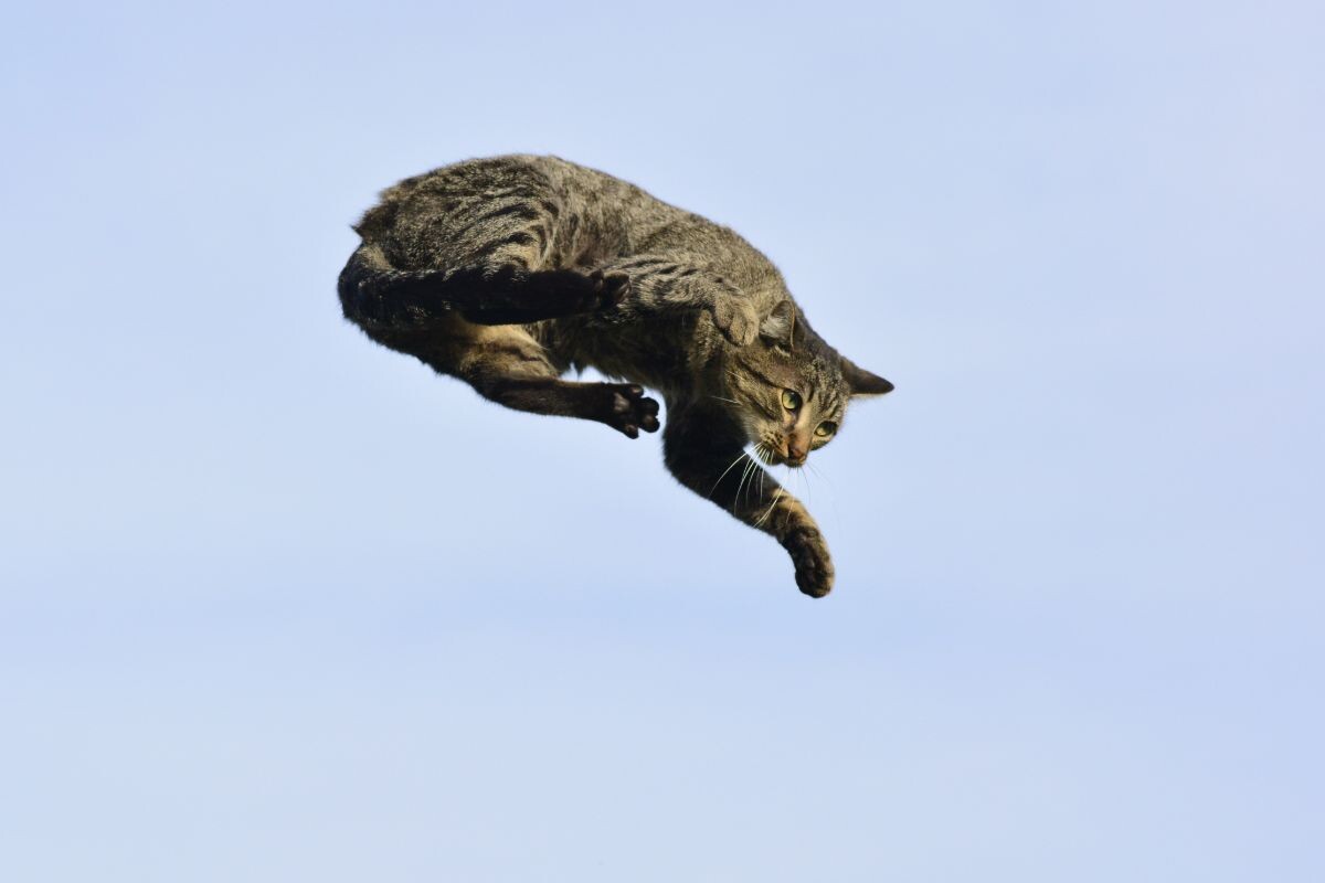 Кошка падение 