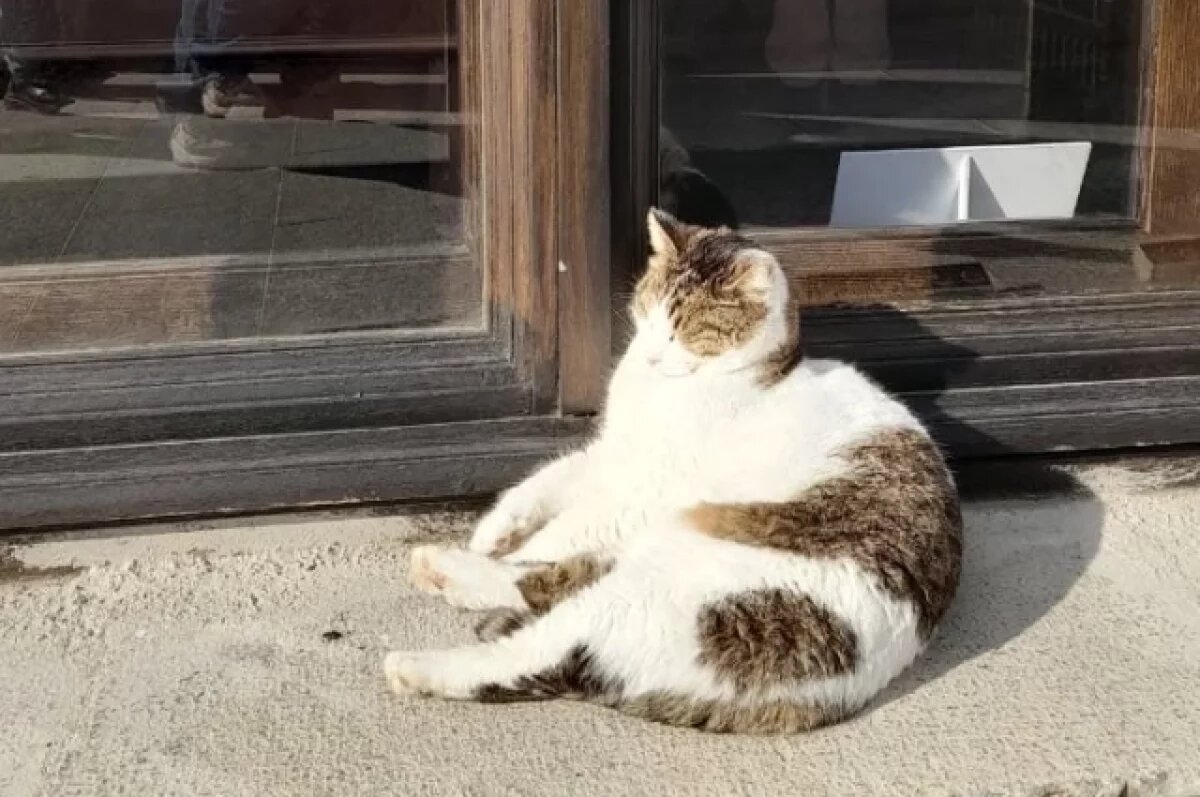    Глава Ялты может забрать себе кошку Мусю, которую сбросили со скалы