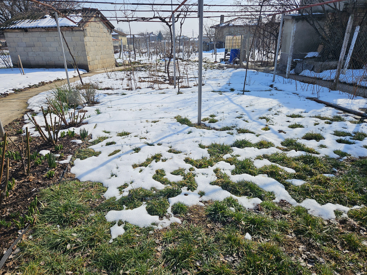Остатки снега на газоне