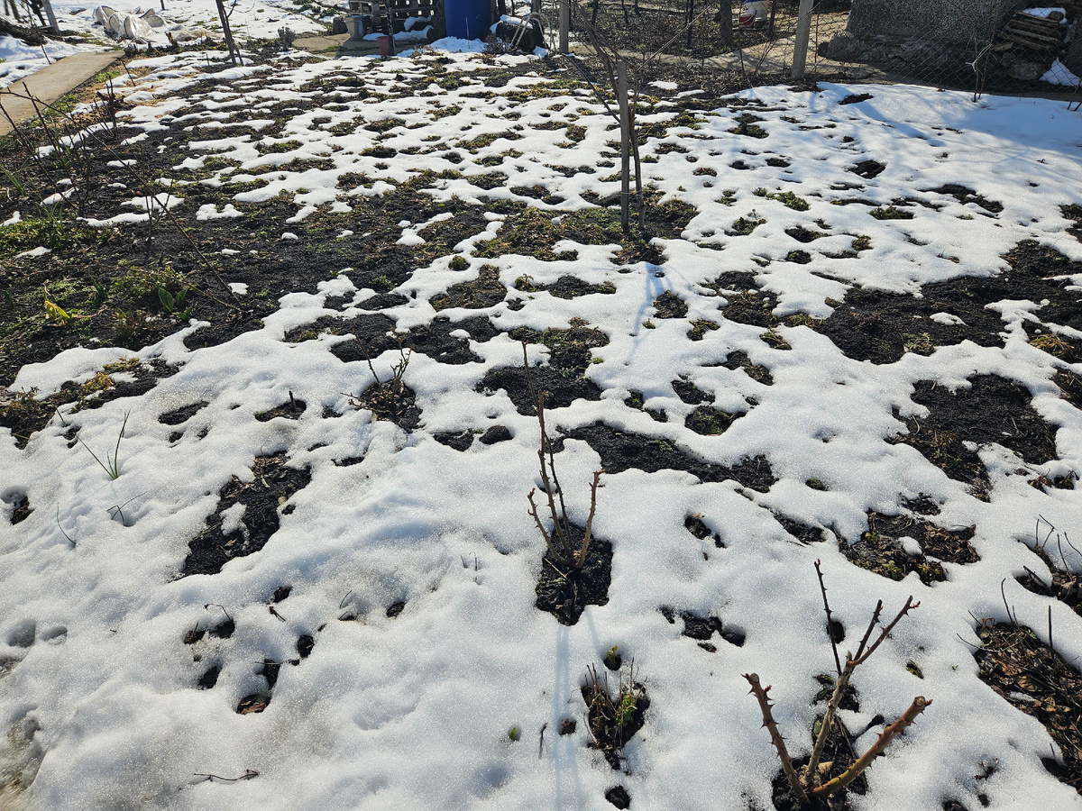 В огороде тоже быстро тает