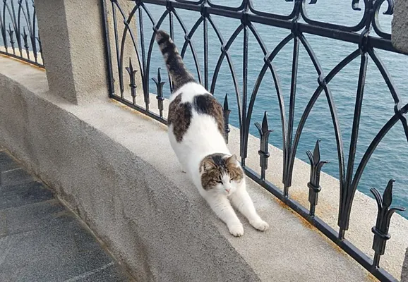 Кошка Муся, любимица туристов. Источник: Рамблер