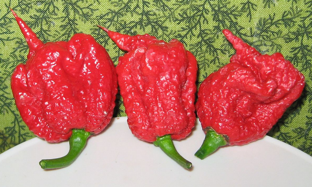 Каролинский жнец фото с википедии