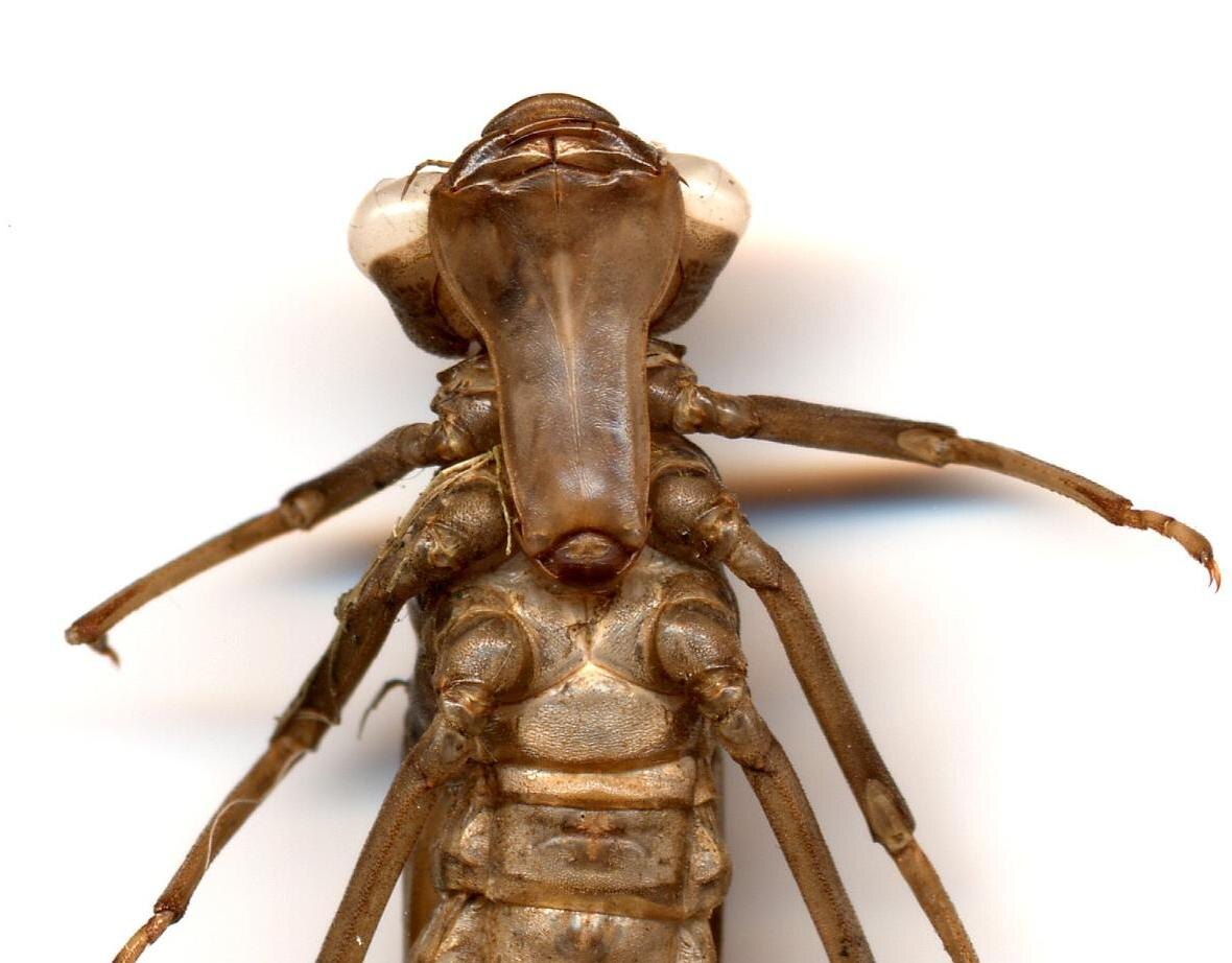 Ловчая маска личинки (фото с просторов интернета)