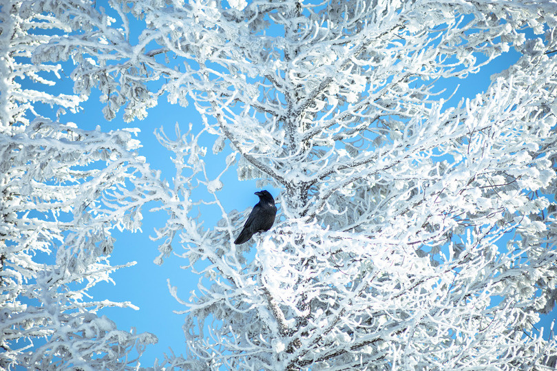   Анна Арапова