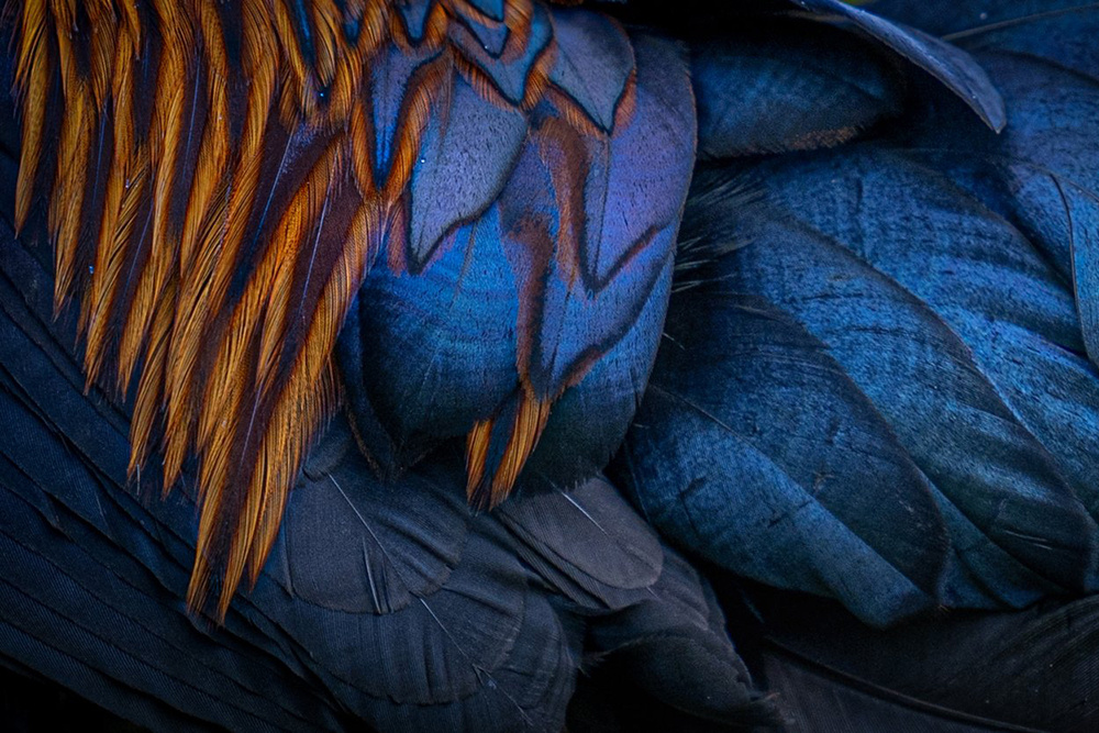    Фото: Pandula Bandara