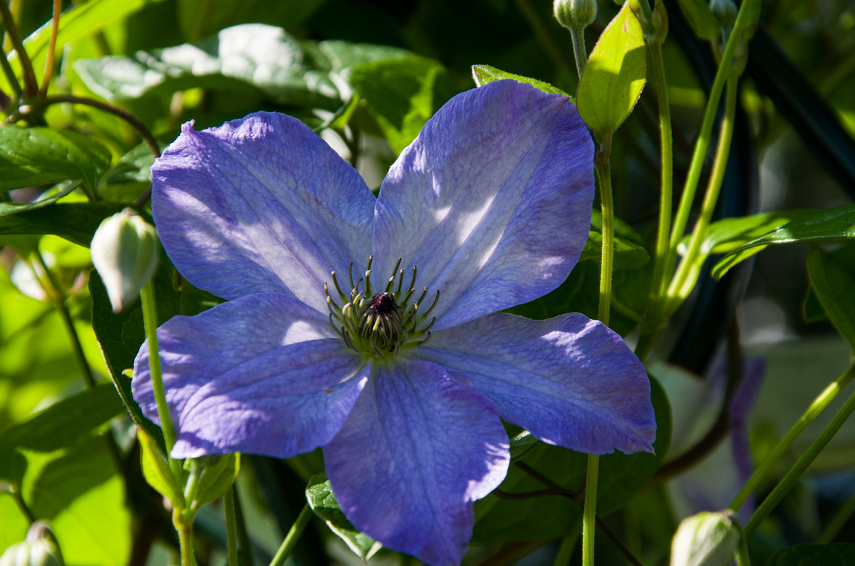 Клематис принц Чарльз крупноцветковый