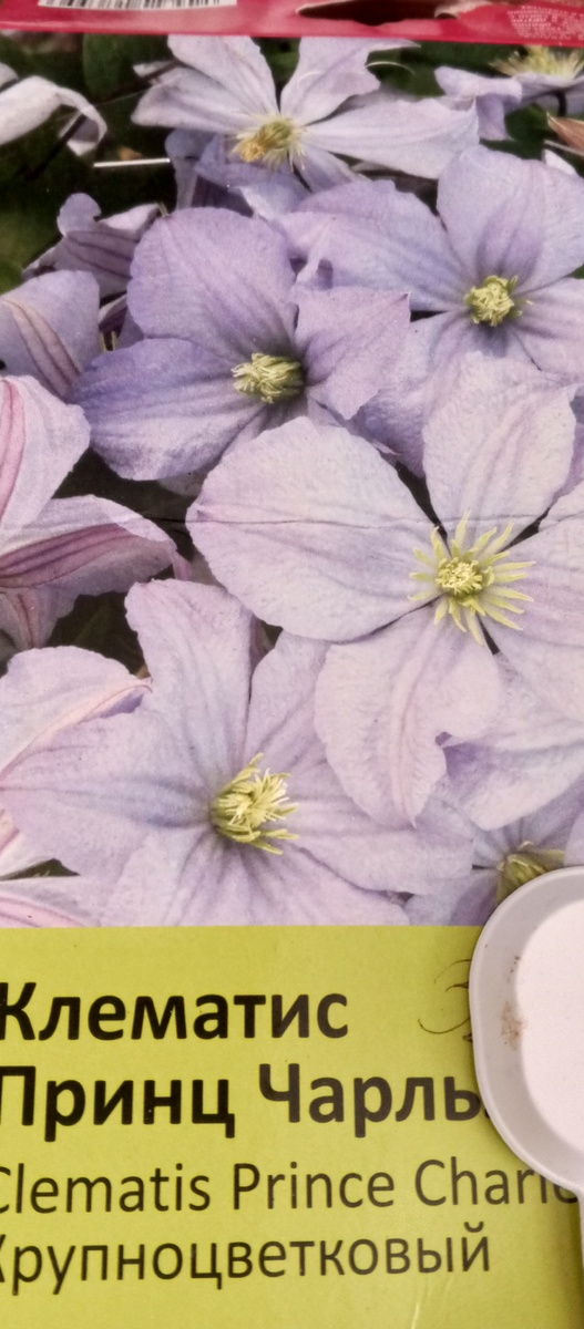 Упаковка с клематисом Принц Чарльз