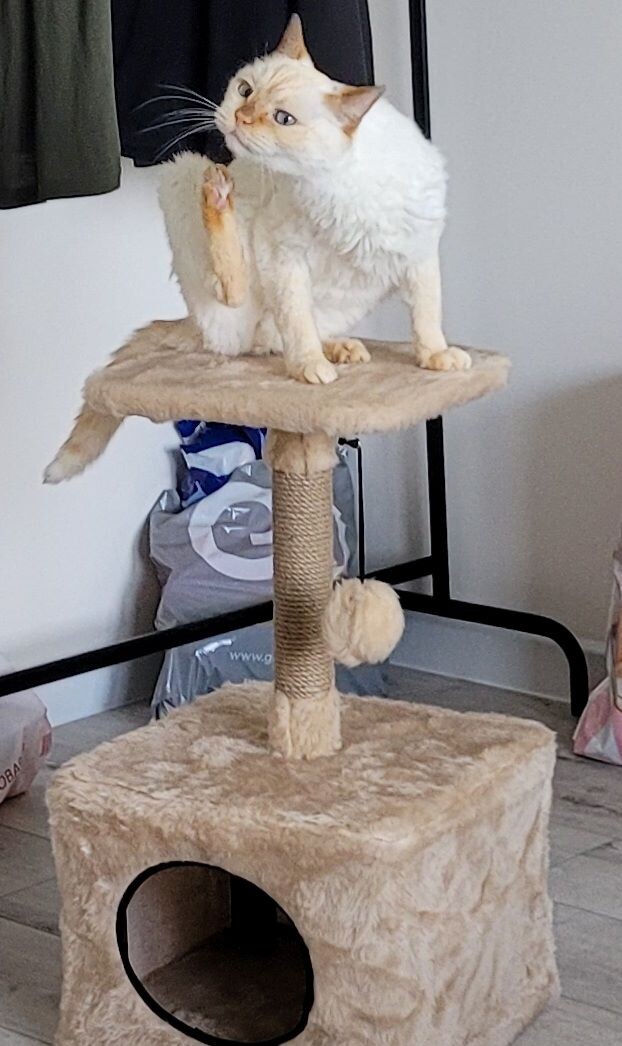 аж перенервничал всем котом!