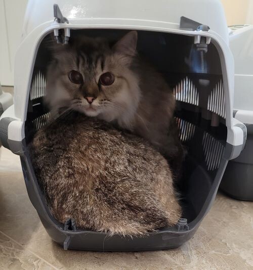 попа с глазами