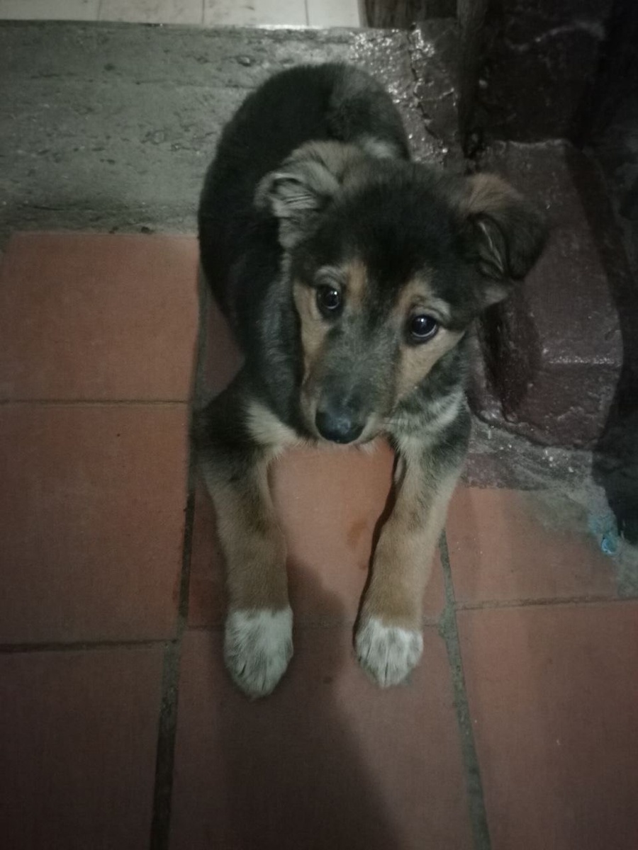 Очень нужен ДОМ!