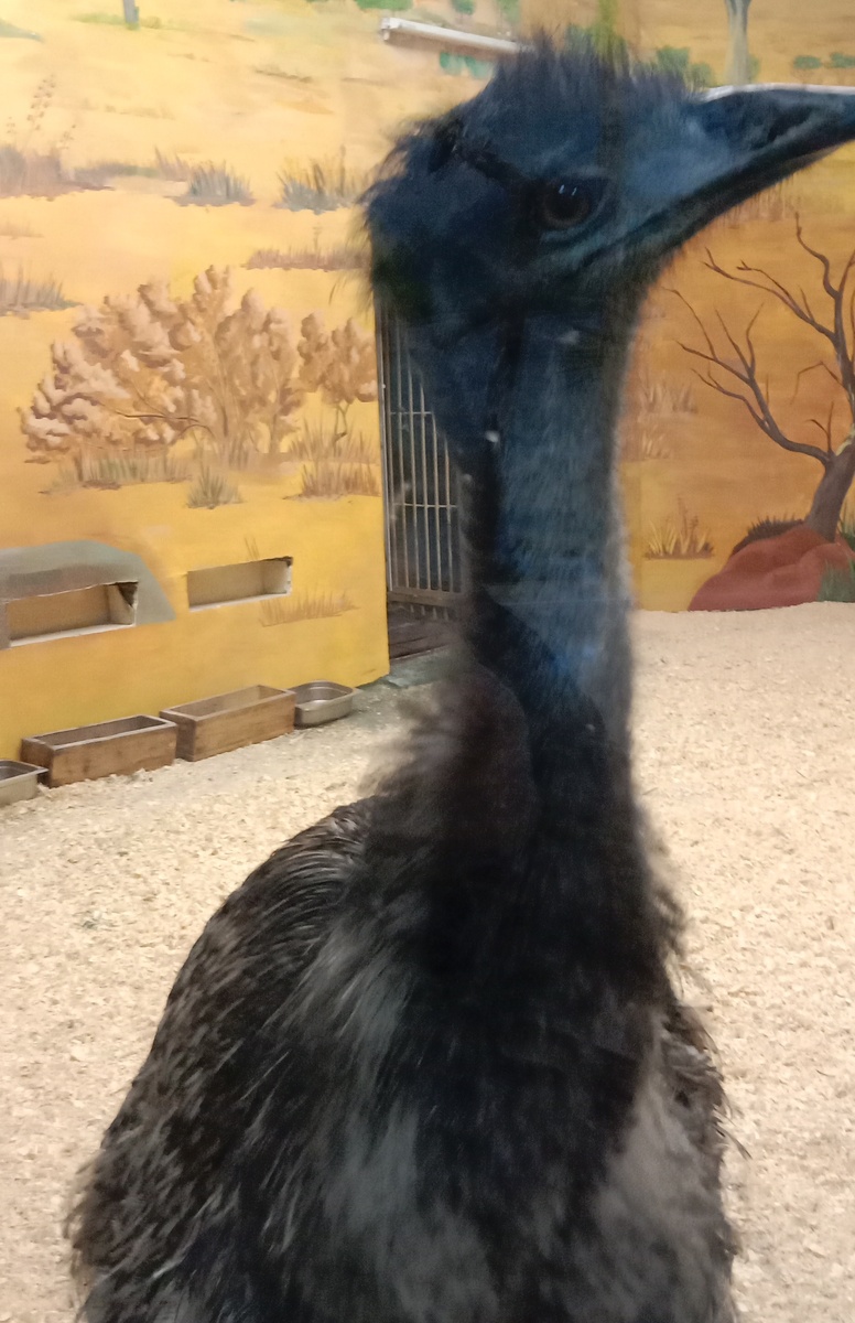 эму смотрит на нас большими глазами