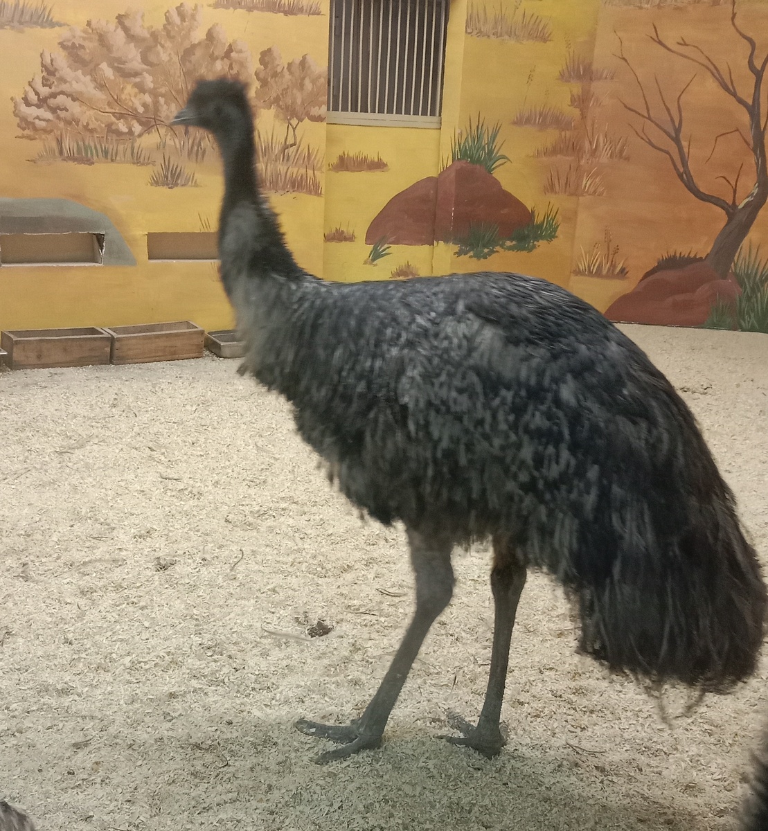 на этой картинке отчетливо видно три пальца на ногах эму