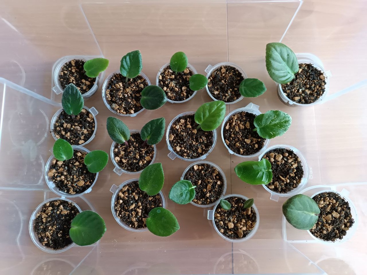 посажены черенки 09.06.2024 г.