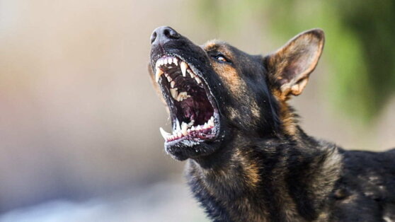    Госдума разработает законопроект по защите детей от нападений собак Андрей Бурков