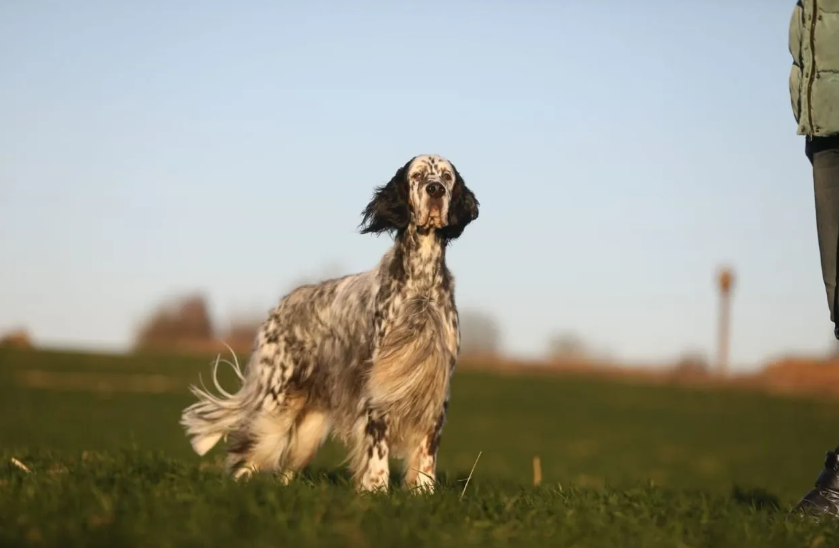 Lucksheray english-setter kennel, Татьяна Чернышева