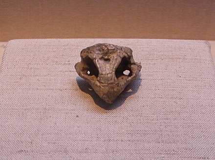 Череп эуметаболодона. 