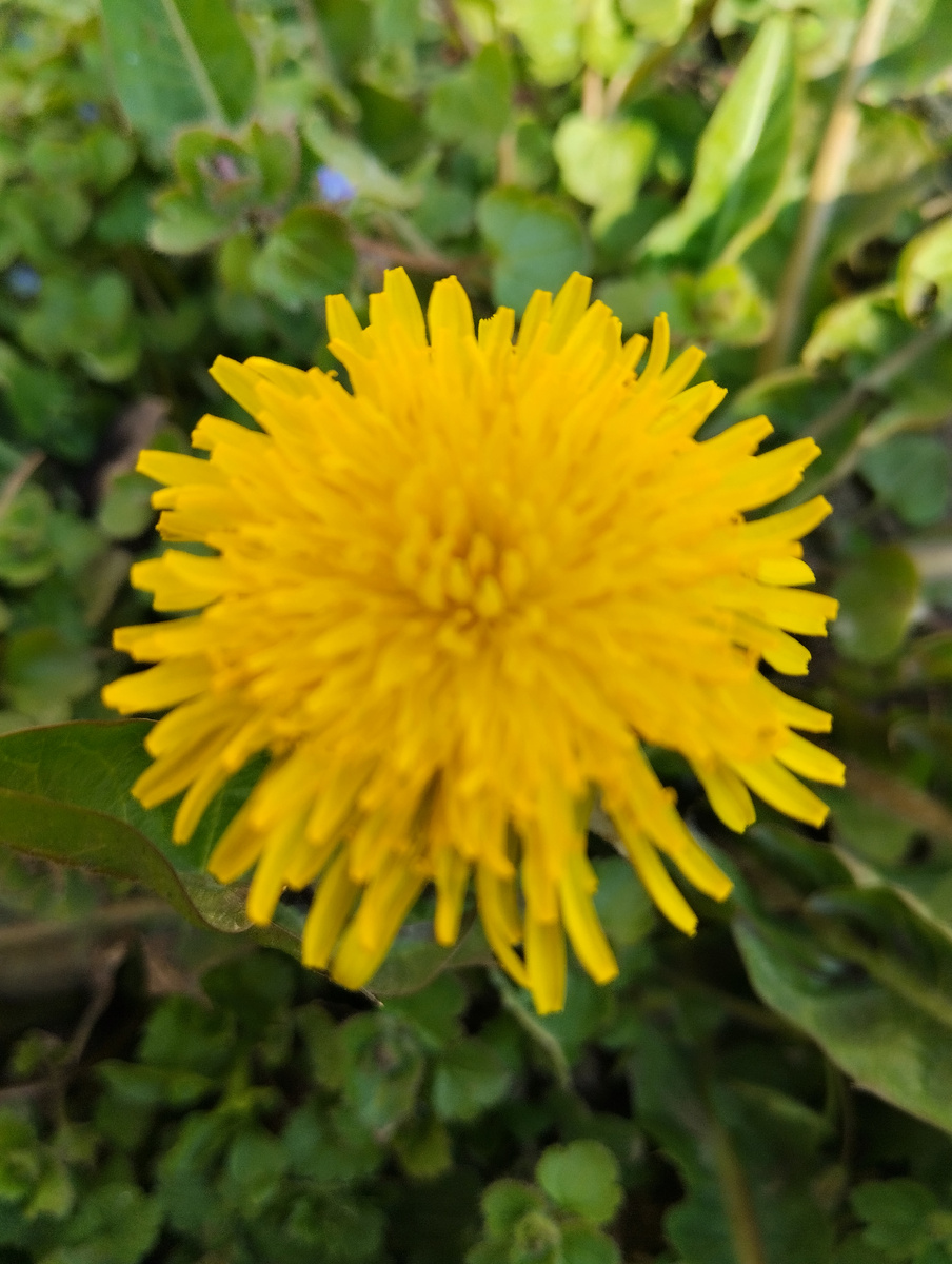 Одуванчики уже везде