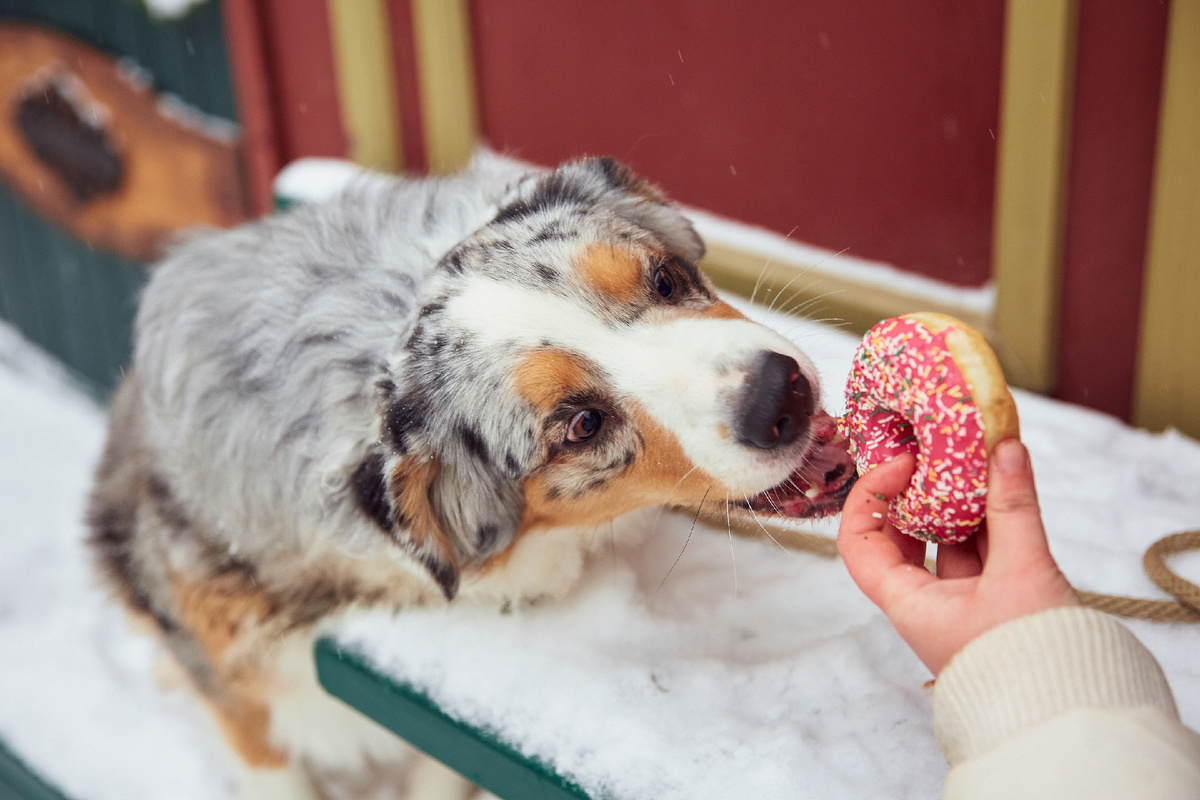 Взгляд голодного льва, увидевшего сочную загулявшую антилопу
