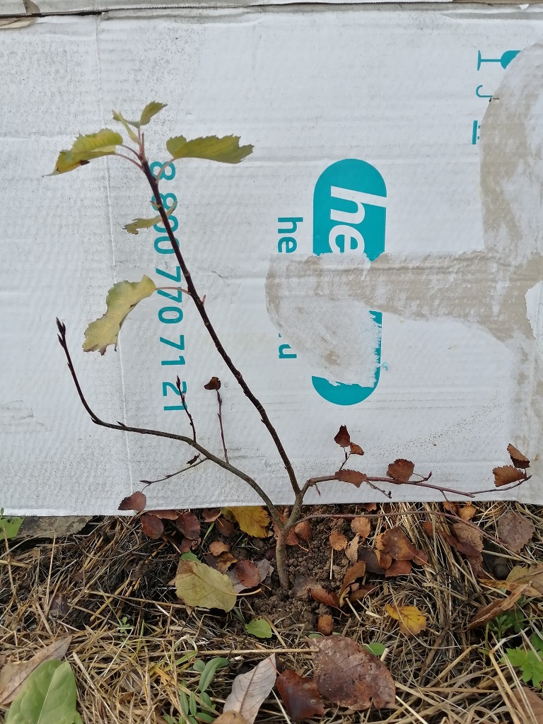 Так выглядела ирга Смоуки в ноябре 2023 года, до скашивания.