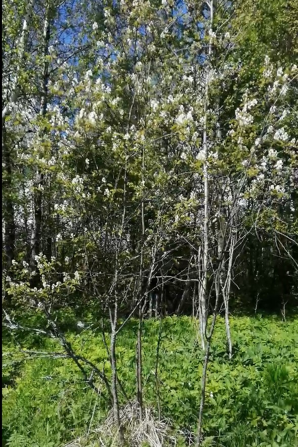 Ирга в мае 2022 года