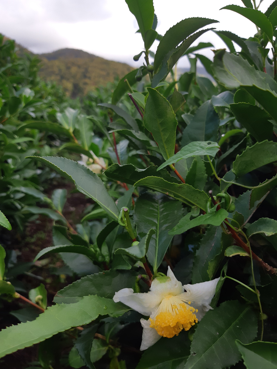 Camellia sinensis