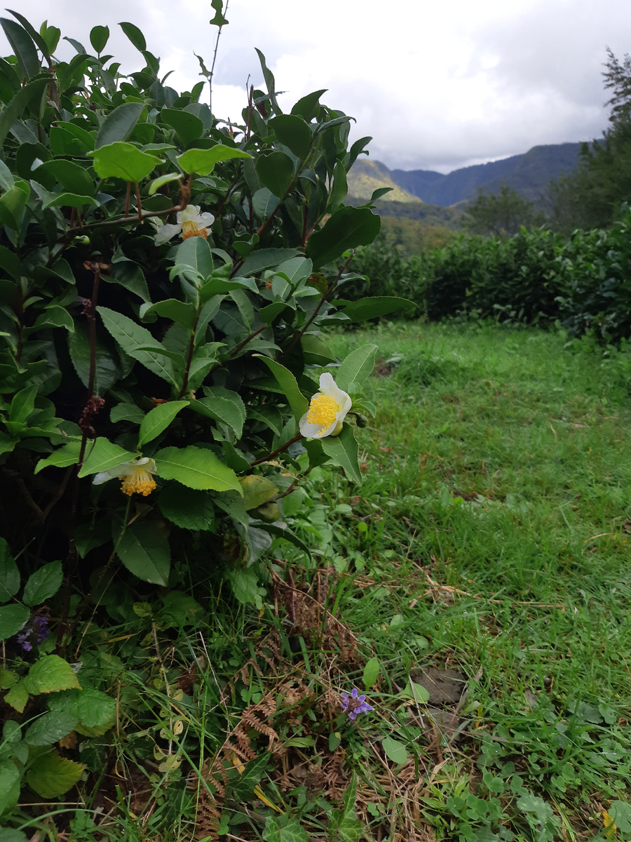 Цветущий чай плантации "Хоста чай"
