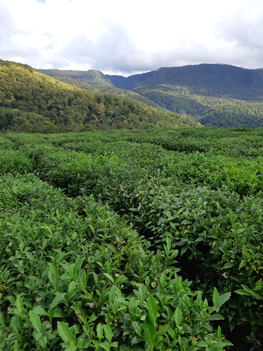 Чайные плантации "Хоста чай"