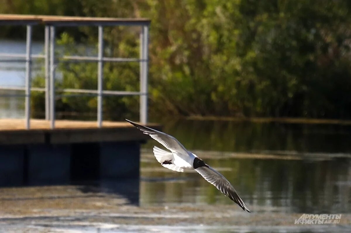    В Самаре хотят отобрать остров Поджабный у властей