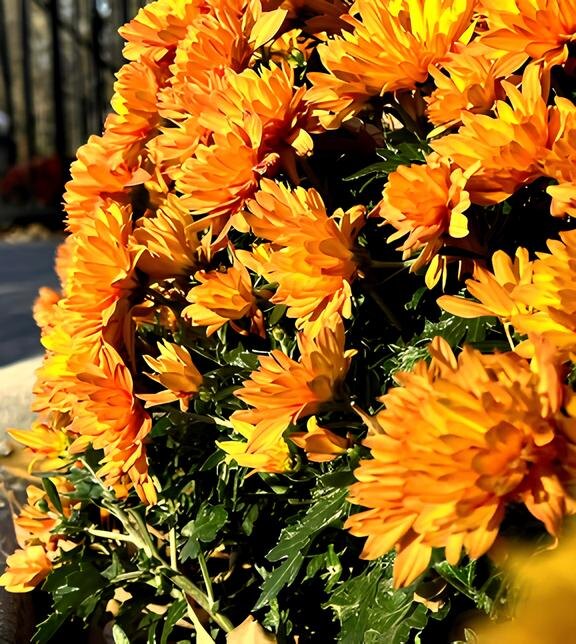 Осенние цветы. Фото Островской Елены.