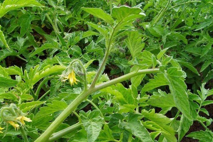 Красивые кусты без жука