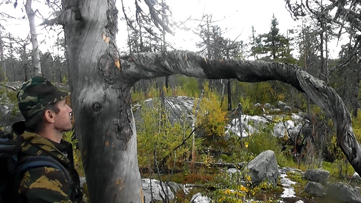 Закрутилась ветка