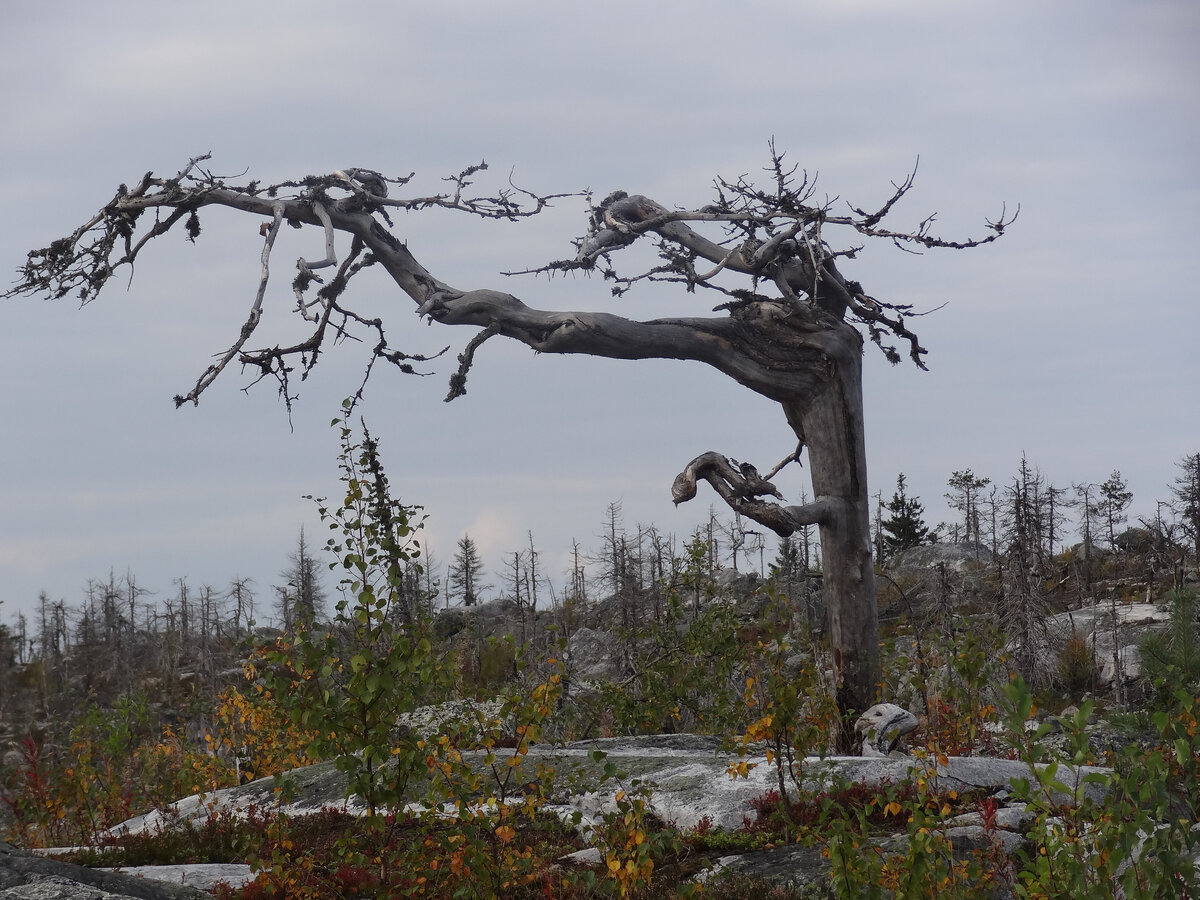 Как Баба Яга