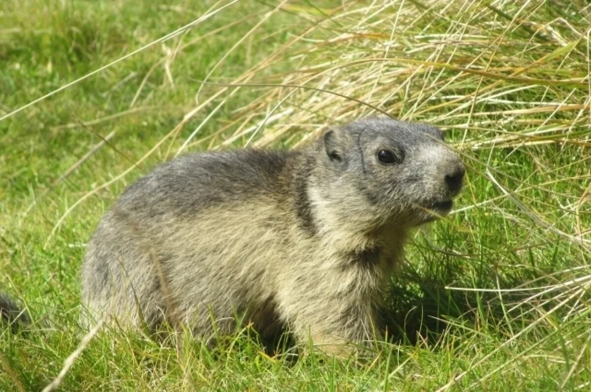    В нацпарке «Тульские засеки» фиксируют рост популяции сурков в регионе