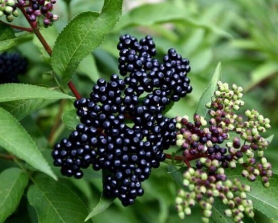 Фото: Яндекс картинки