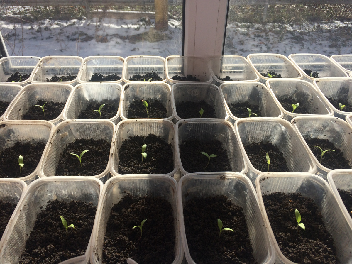 Баклажаны 16.02.25