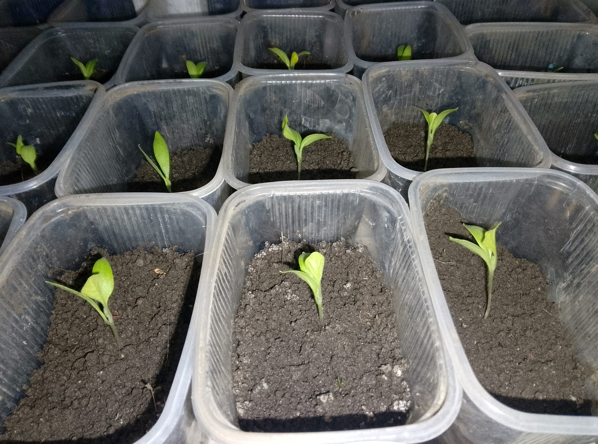 Баклажаны 26.02.25