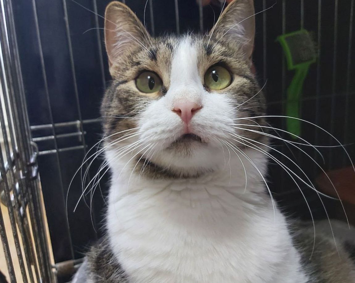 Котик Арагорн, 3 года, ласковый, красивый и контактный, был найден на улице. 
