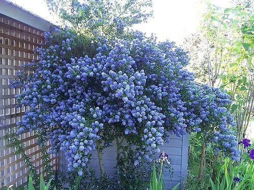 Характеристики цеанотуса:

1. Внешний вид: 

  - Цеанотус — это вечнозеленые или листопадные кустарники, реже небольшие деревья. 

  - Высота растений варьируется от 0,5 до 6 метров, в зависимости от вида. 

  - Листья обычно мелкие, овальные или ланцетные, часто с зубчатыми краями. 