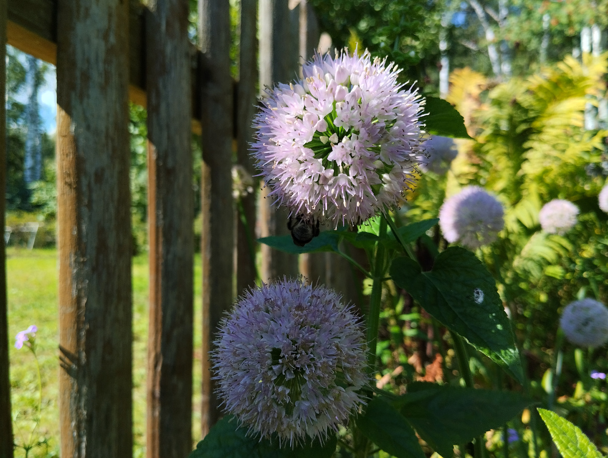 Очень приятный оттенок цветов