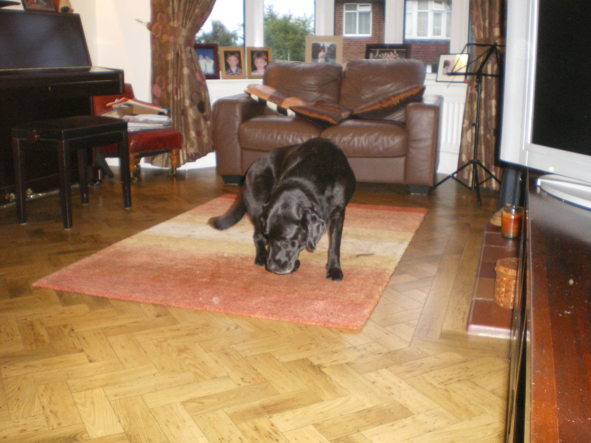 Собачка брата мужа умирает - онкология