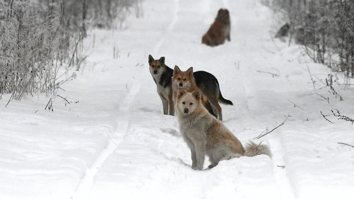 Фото: РИА Новости / Илья Наймушин